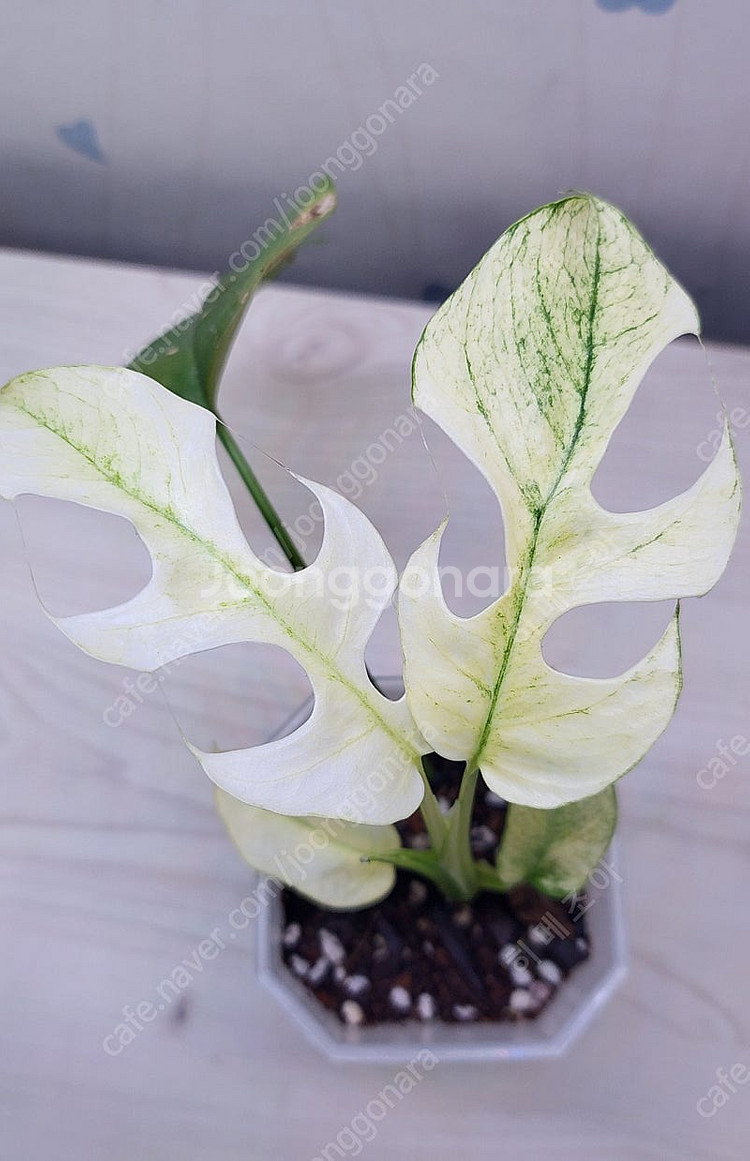 무늬히메,화이트민트히메,풀민트히메,트루비스킨,에피민트 등 여러 희귀식물 분양해요--8